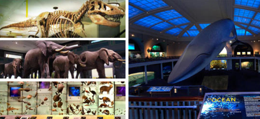 american museum of natural history