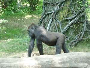 See the gorillas at the zoo.