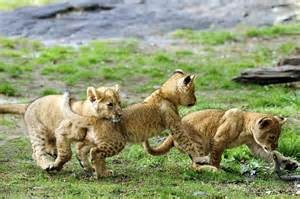 Bronx Zoo lion cubs playing.