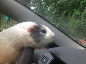 Taking the wheel on moving day!
